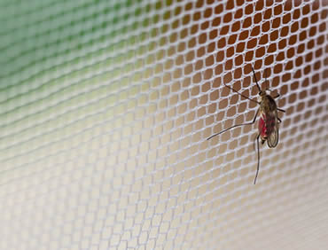 Mosquiteras para ventanas y puertas